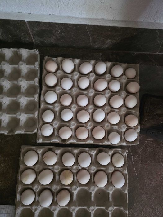 Ouă  pentru  incubat  Gainusa  Bantam..