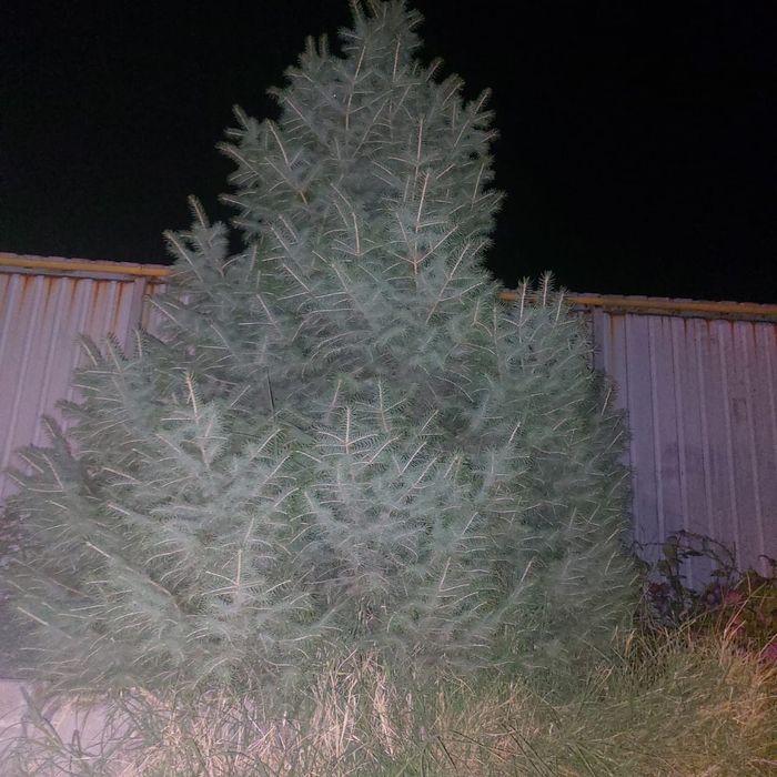 Елка Зеленая Пышная