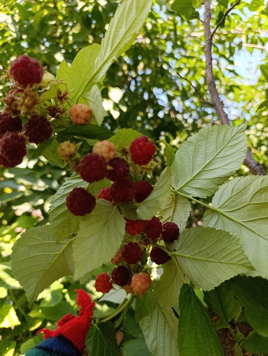 Продаётся саженцы малины