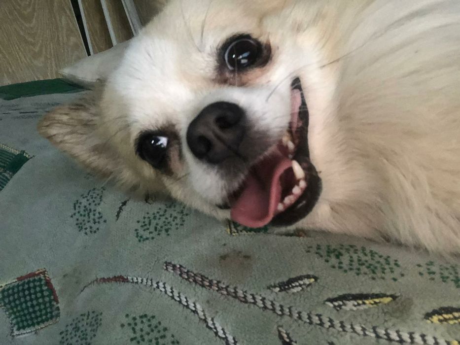 Вязка немецкий шпиц для мальчика