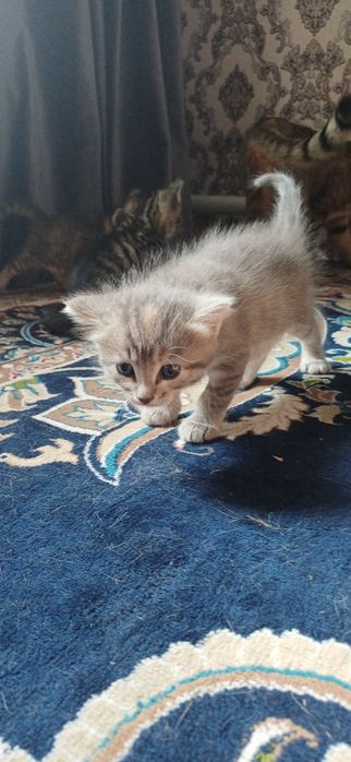 Отдам котят бесплатно