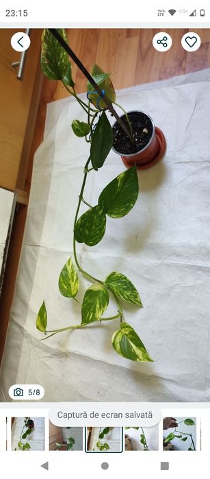 plantă curgătoare Epipremnum Bicolor Njoy, 1 m