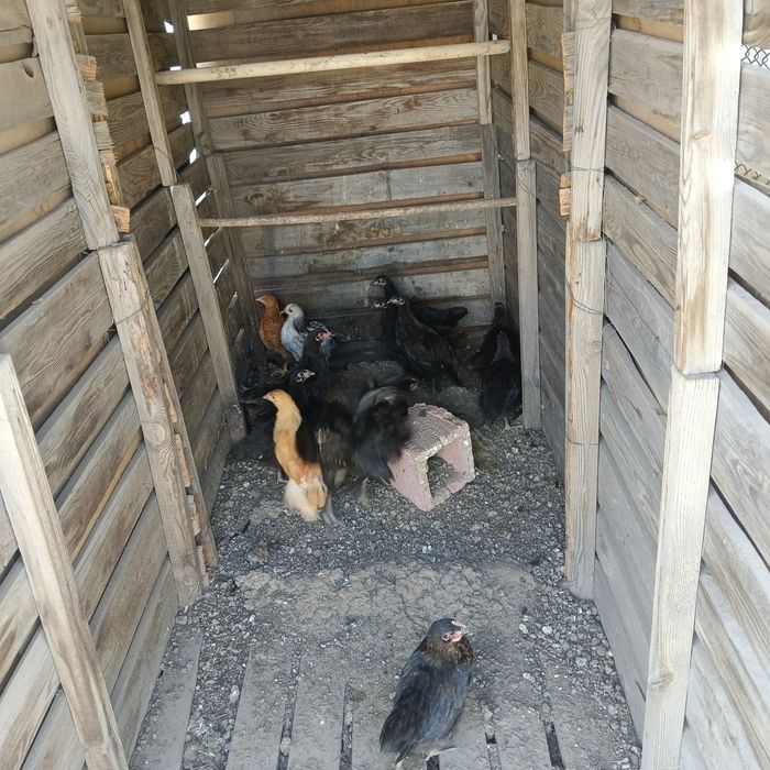 Продам цеплят весенние