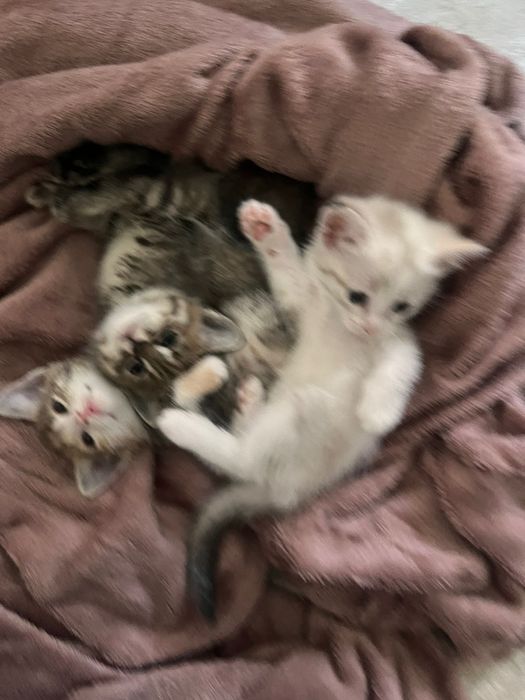 Котята 2 месячные