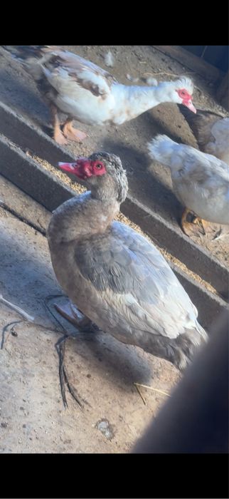 Продам индоуток хорошие