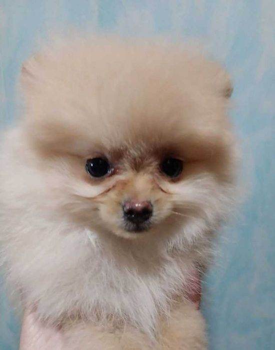 Продам кобеля породы Шпиц