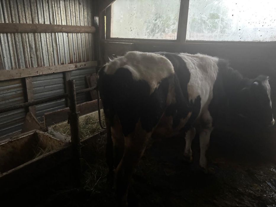 Бұқа Бык  Бұқашық