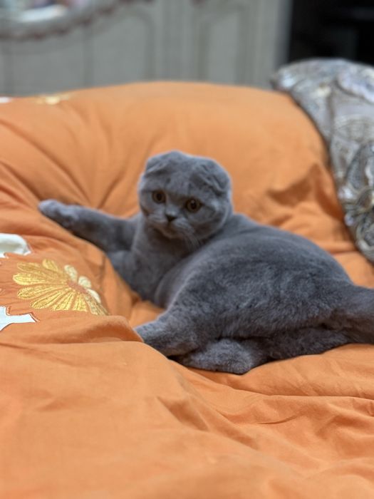 Плюшевая девочка дорого