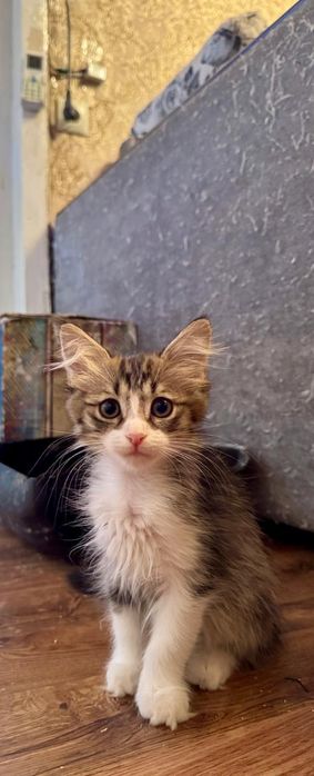 Отдам котят в добрые руки