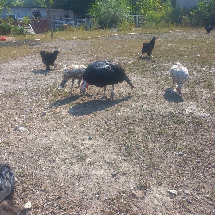 Индюшка и индюк годовалый