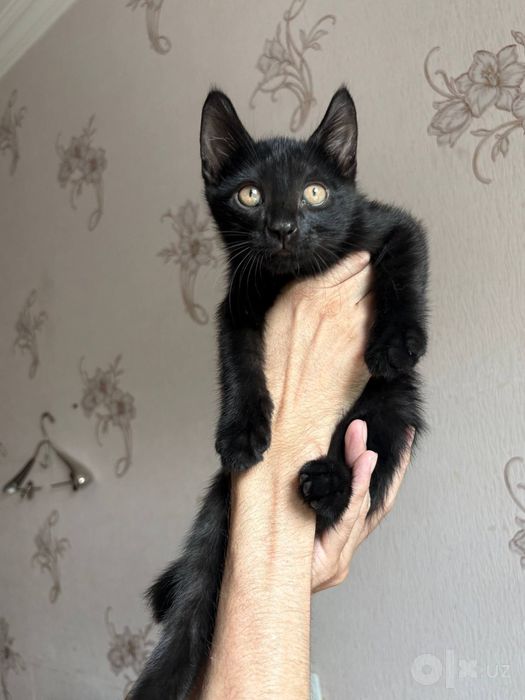 Котята "Баракат"