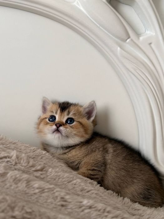 Продаётся чистокровный шотландский котёнок мальчик скоттиш-страйт