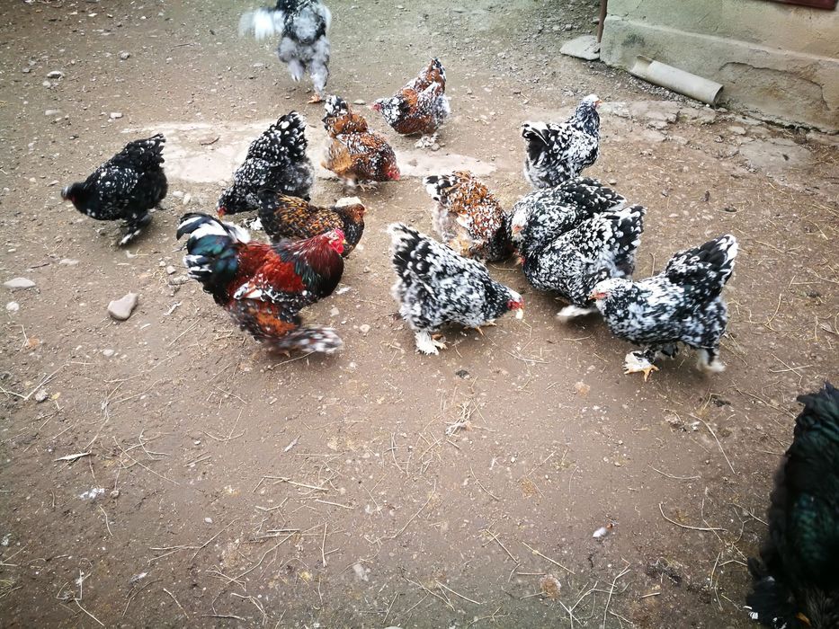 Vând cocoși și gaini brahma vaccinați  și deparazitați