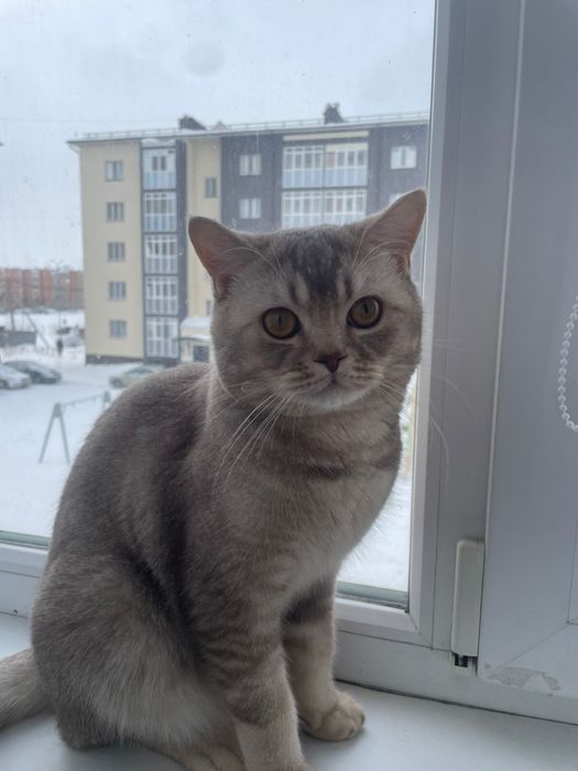 Продам кошку Британка