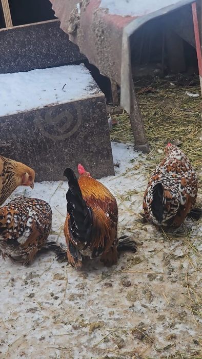 Familie brahma columbia si familii mii de flori portelan