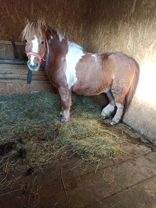 Vând ponei de 5 ani