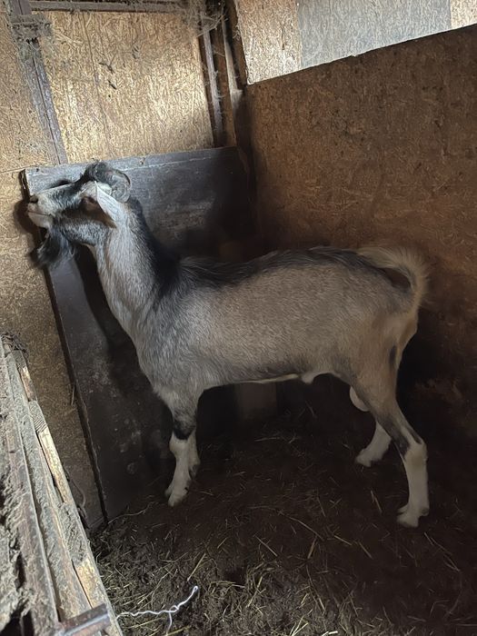 Vand tap metis de sannen si toggenburg varsta 1 an bun pentru monta