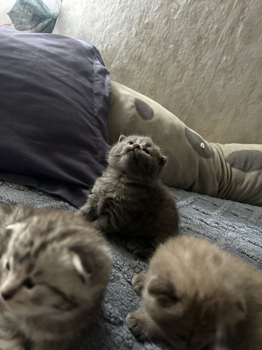 Продам породистых котят