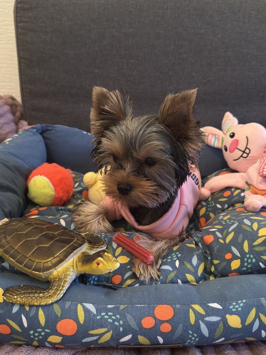 Передержка домашних животных