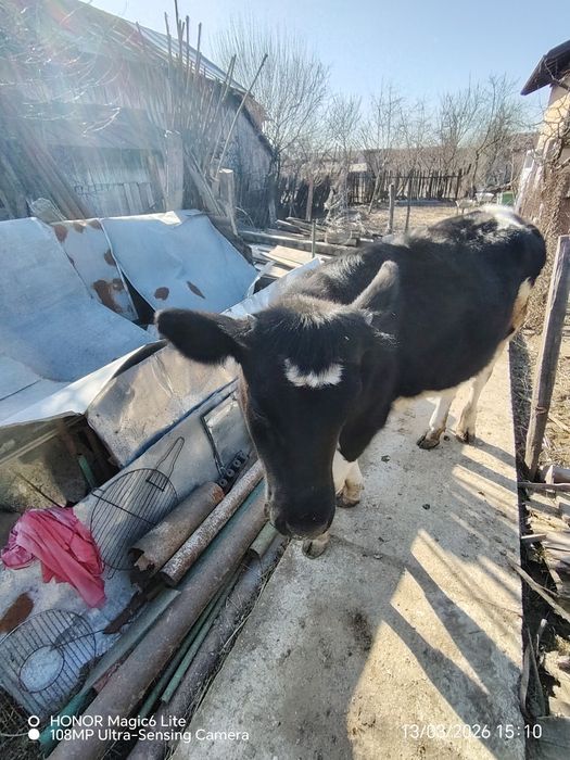 Vând vițea Holstein