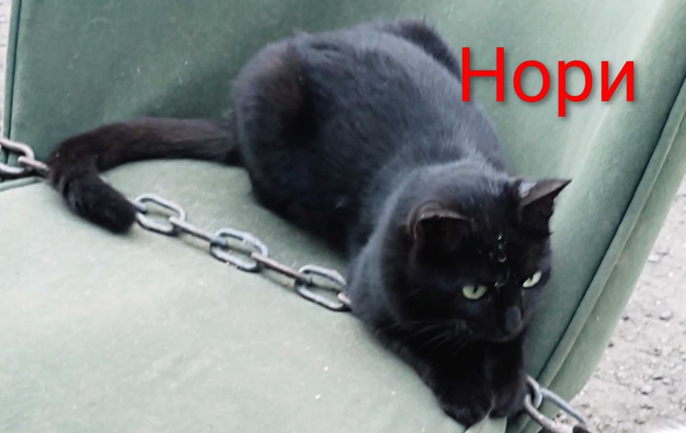 Котета на 1 годинка търсят дом/ 6 kitten looking for homes