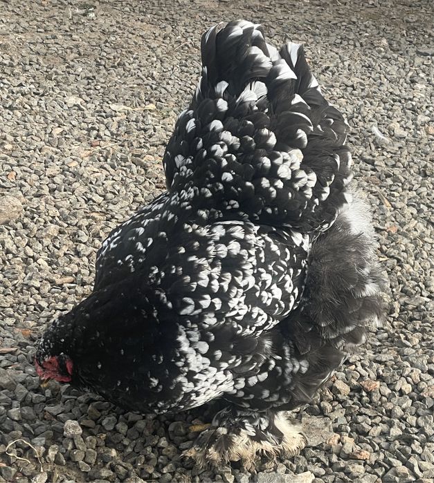 Ouă Brahma Uriaș