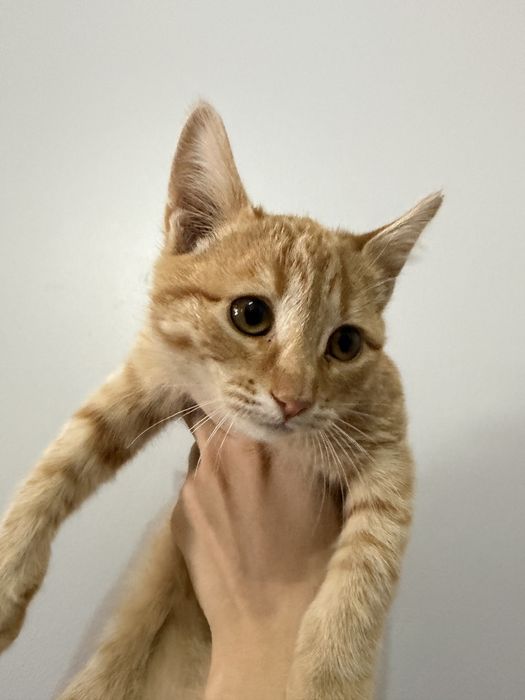 Котенок бесплатно