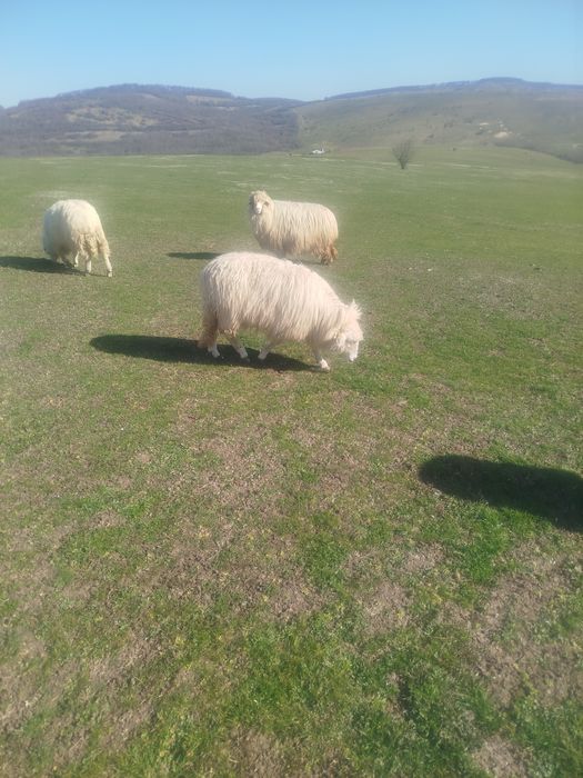 Noatine bune de prăsilă