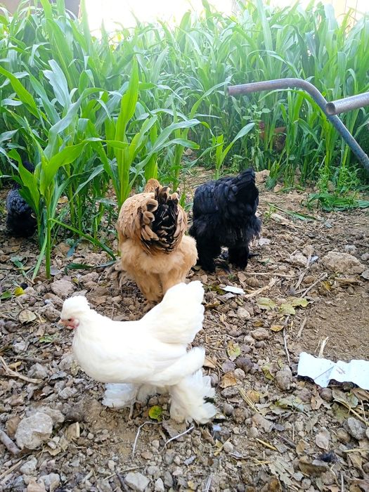 Brama tovuq va yaponkalar