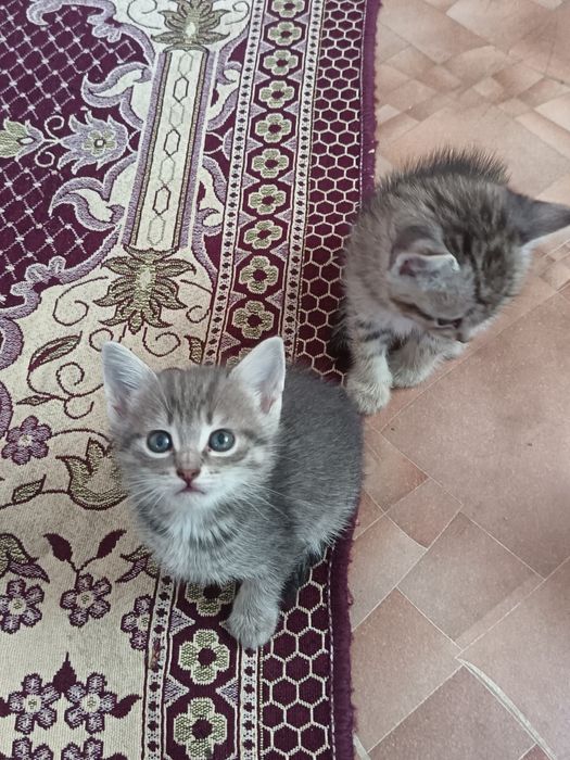 Отдам котят в добрые руки