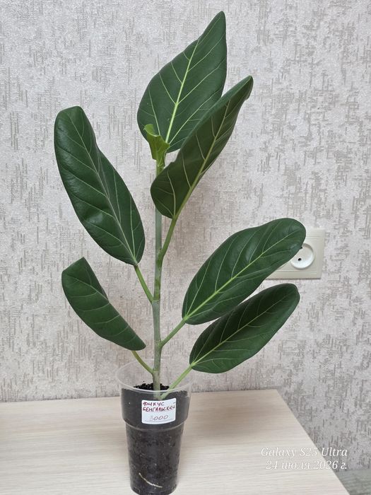 Продам фикусы,панданусы