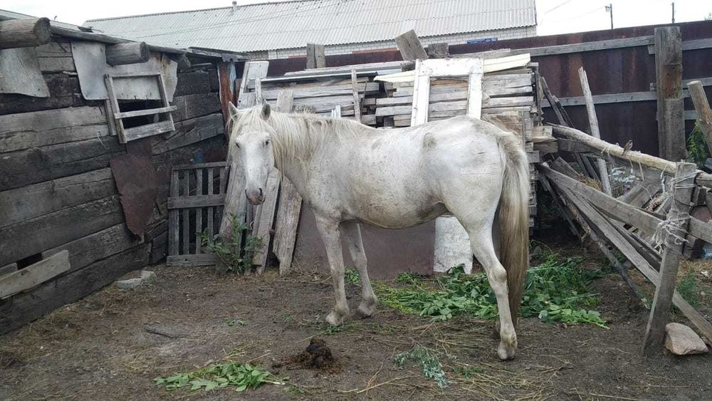 Бие сатамын, күйі жақсы (продаю кобылу)