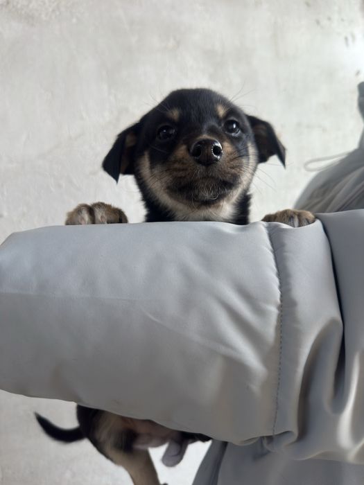 Мальчик щенок ищет дом