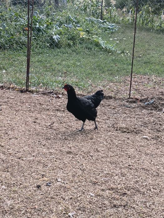 Puicute australorp