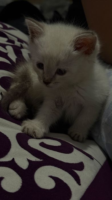 Котята даром в хорошие руки