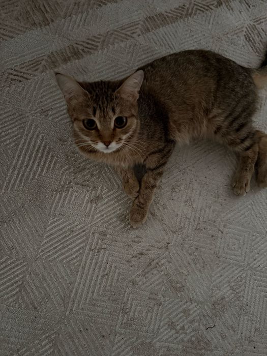 Кошку в доброе руки