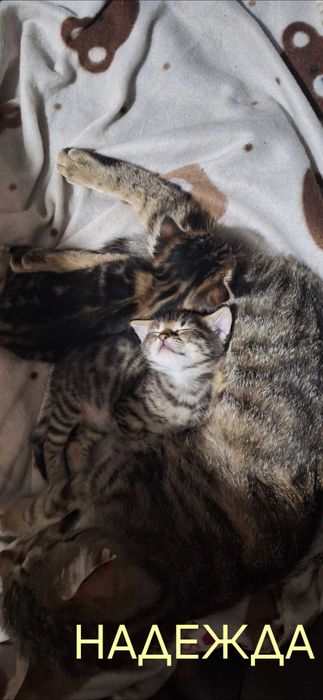 Подаряват се котенца