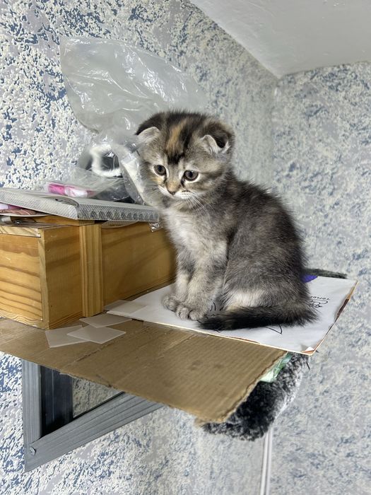 Продам вислоухого котёнка