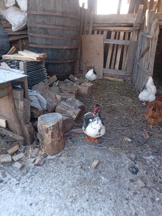 Vand rate mute sau lesesti