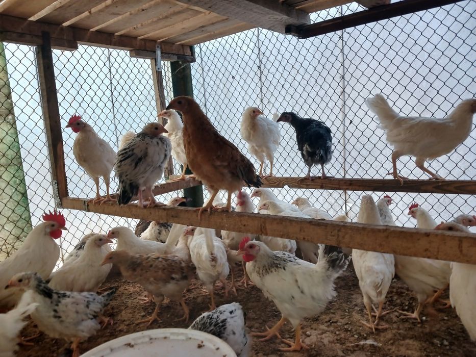 Қарттар қыздармен жыныстық қатынасқа түскен видео