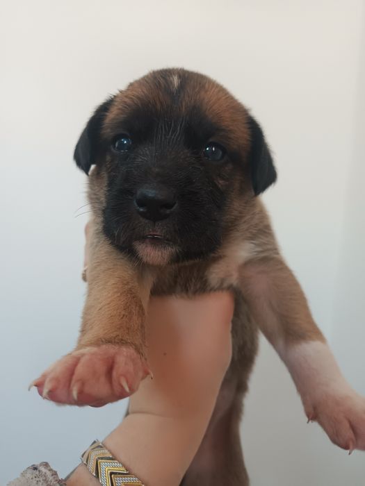 Отдам малышек в добрые руки