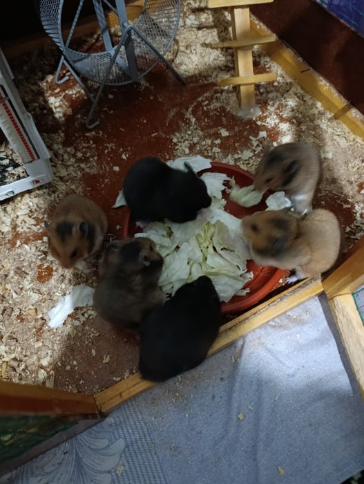 Хамяк  Сиренский сотилади