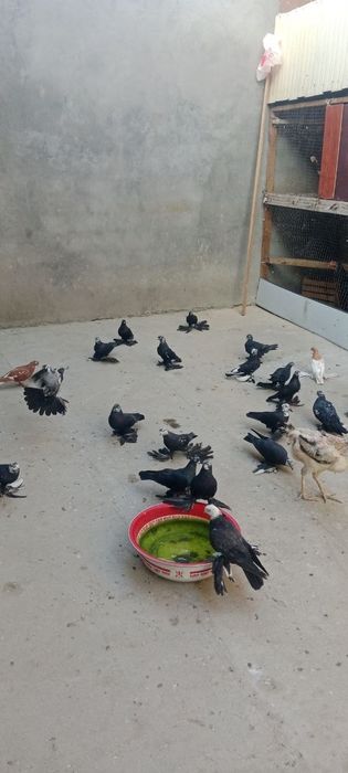 Голуби птицы продаётся