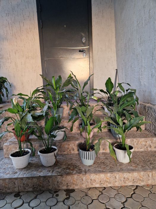Продам комнатные расписание
