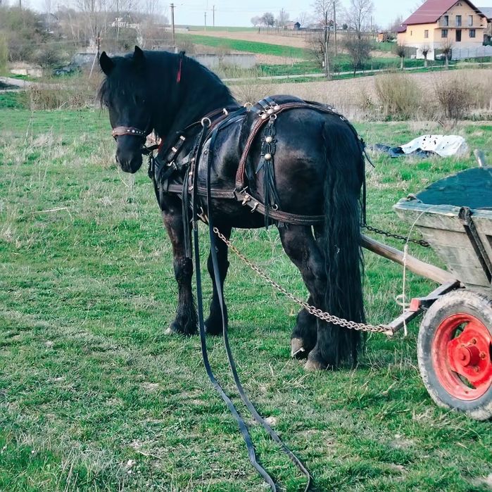 De vânzare armăsar în vârstă 3 ani