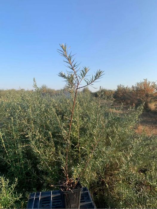 Vând butaşi de cǎtinǎ ecologici la vârsta de 2 ani