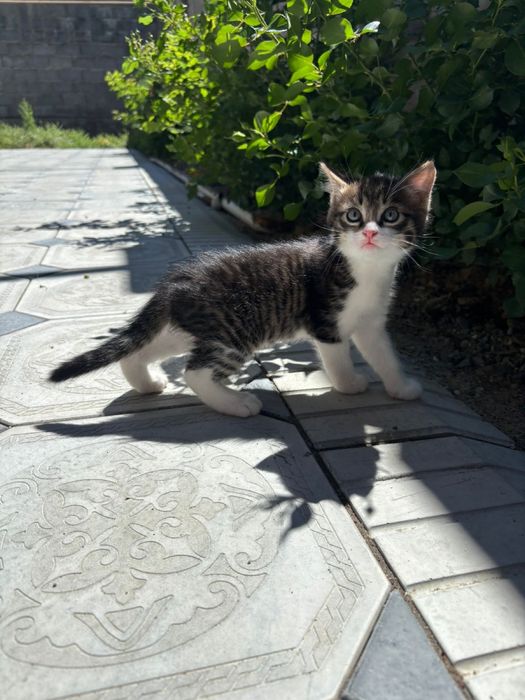 Домашная котенок девочка отдам в хорошие руки