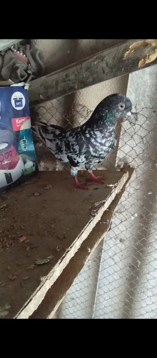 Голуби животные птицы