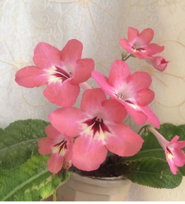 Стрептокарпус  сортовые