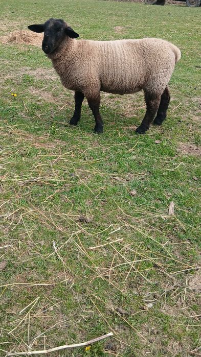 Vand berbecuti suffolk